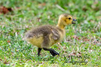 Baby Canadian Goose (Gosling) Fluffy baby Canadian goose standing on green grass in Chesapeake, VA