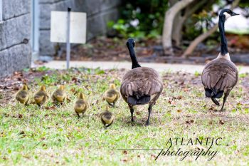 Baby Canadian Geese (Goslings) Fluffy baby Canadian geese with their mom and dad in Chesapeake, VA