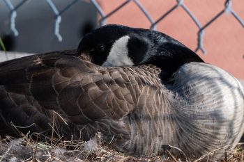 Canadian goose tucks her head under her wing while she is resting. Canadian goose sitting on her eggs.