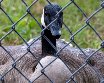 Canadian Goose, Mom sitting on her eggs in the rain. Canadian goose sitting on her eggs in the rain.