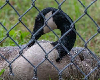 Canadian Goose, Mom sitting on her eggs in the rain. She was drinking the water on her feathers. Canadian goose sitting on her eggs in the rain, drinking water off her feathers in Chesapeake, VA