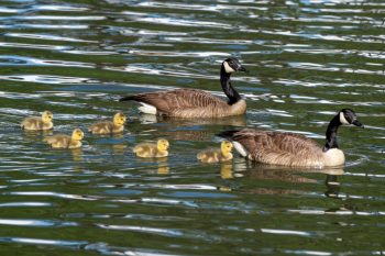 Baby Canadian Geese (Goslings) Baby Canadian geese with their mom and dad swimming together in Chesapeake, VA