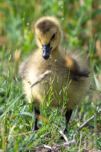 A fluffy baby Canadian goose, or gosling, standing on grass in Chesapeake, VA