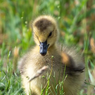 A fluffy baby Canadian goose, or gosling, standing on grass in Chesapeake, VA