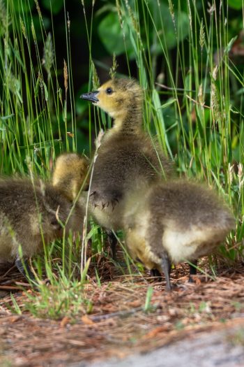 Baby Canadian Geese (Goslings) Two fluffy baby Canadian geese waddling on grass in Chesapeake, VA
