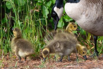 A group of fluffy baby Canadian geese, known as goslings, waddling together in a grassy area