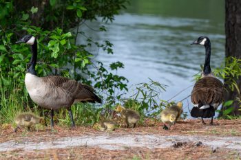 Baby Canadian Geese (Goslings) Fluffy baby Canadian geese, known as goslings, waddling on grass in Chesapeake, Virginia