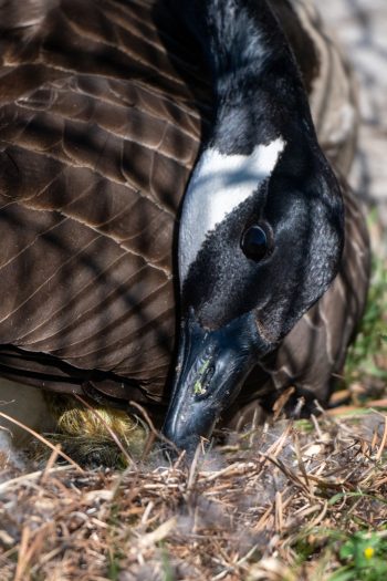 Mom and New Baby Canadian Goose (Gosling) About 5 minutes old. A mother Canadian goose with her newly hatched gosling in Chesapeake, VA
