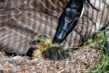 Mom and New Baby Canadian Goose (Gosling) About 15 minutes old. A mother Canadian goose with her newborn gosling, just 15 minutes old, in Chesapeake, VA