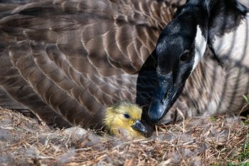 A mother Canadian goose with her newly hatched gosling, just 15 minutes old, in Chesapeake, VA