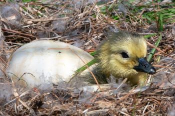 Newly hatched Canadian gosling beside an unhatched egg, just two hours old, in Chesapeake, VA