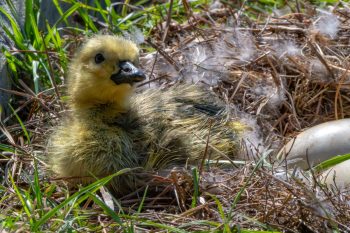 New Baby Canadian Goose (Gosling) and unhatched egg. About 2 hours old. Newly hatched Canadian gosling beside an unhatched egg, just two hours old, in Chesapeake, VA