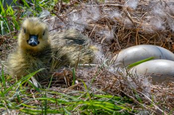 New Baby Canadian Goose (Gosling) and unhatched egg. About 2 hours old. Newly hatched Canadian gosling beside an unhatched egg, just two hours old, in Chesapeake, VA