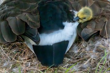 Mom and New Baby Canadian Goose (Gosling) About 6 hours old tucked under mom's wing. A mother Canadian goose shelters her newborn gosling under her wing in Chesapeake, VA