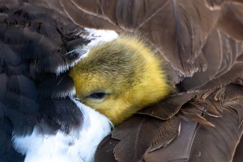 Mom and New Baby Canadian Goose (Gosling) About 6 hours old tucked under mom's wing. A mother Canadian goose shelters her newborn gosling under her wing in Chesapeake, VA