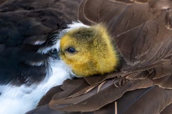 Mom and New Baby Canadian Goose (Gosling) About 6 hours old tucked under mom's wing. A mother Canadian goose shelters her newborn gosling under her wing in Chesapeake, VA