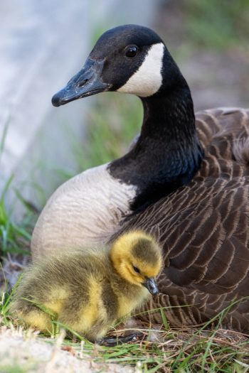 Mom and New Baby Canadian Goose (Gosling) A mother Canadian goose on her nest with her new baby gosling in Chesapeake, VA