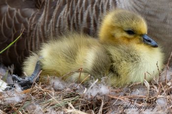 A mother Canadian goose with her gosling in Chesapeake, VA