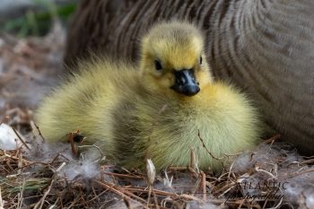 Mom and New Baby Canadian Goose (Gosling) A mother Canadian goose with her gosling in Chesapeake, VA