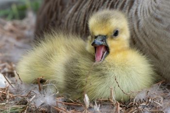 Mom and New Baby Canadian Goose (Gosling) Yawning A mother Canadian goose on her nest while her gosling yawns and rests beside her in Chesapeake, VA