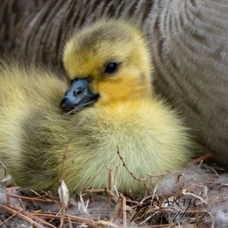 A mother Canadian goose with her new gosling in Chesapeake, VA