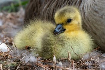 A mother Canadian goose with her new gosling in Chesapeake, VA