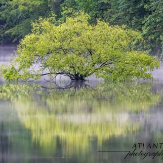 A serene view of Tree growing in the middle of a lake in Chesapeake, Virginia, showcasing lush greenery and a clear blue sky