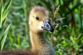 Baby Canadian Goose, known as a gosling, snacking on some grass. Baby Canadian Goose, known as a gosling, snacking on some grass.
