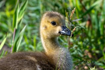 Baby Canadian Goose, known as a gosling, snacking on some grass. Baby Canadian Goose, known as a gosling, snacking on some grass.