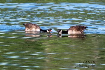 Two Canadian geese in a disagreement. Two Canadian geese in a disagreement.