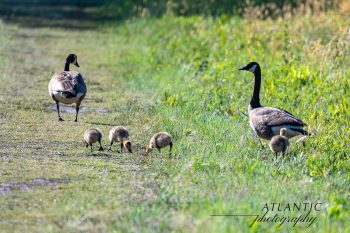 Canadian Goose Family. A Canadian goose family out for a walk.