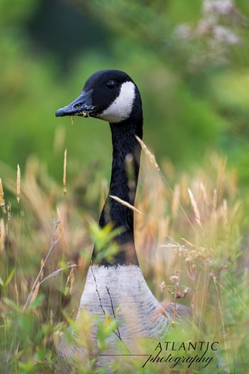 Canadian goose, snacking on some grass. Canadian goose, snacking on grass in Chesapeake, Virginia