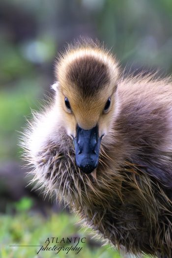 Baby Canadian Goose, known as a gosling, on a rainy day Fluffy baby Canadian goose, known as a gosling, walking in the wet grass and mud on a rainy day in Chesapeake, Virginia