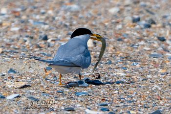 A Least Tern stands on a sandy beach holding a fish in its beak, surrounded by small pebbles and shells