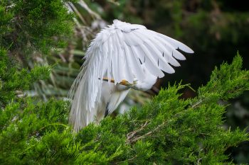 A snowy egret preens its feathers while perched among lush green foliage