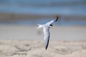 A Least Tern glides gracefully over a sandy beach with a blurred ocean background