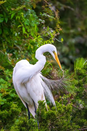 A snowy egret preens its feathers while perched among lush greenery on Bald Head Island, showcasing its elegant plumage