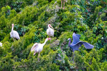 A group of American White Ibises and a Little Blue Heron perched among lush greenery on Bald Head Island, NC