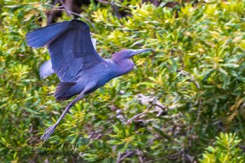 A Little Blue Heron flies gracefully over lush green foliage at Bald Head Island, showcasing its striking plumage