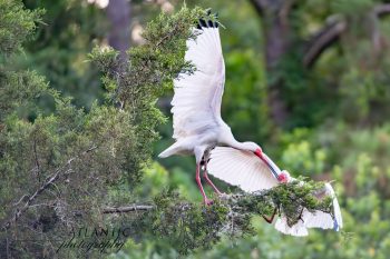 Two American White Ibises interact on a branch, showcasing their striking white feathers and vibrant red beaks in a lush setting