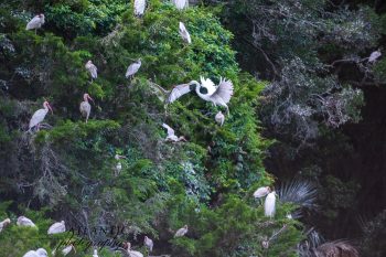 A flock of American White Ibises and Snowy Egrets perched among lush greenery on Bald Head Island, NC