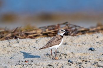 A Wilsons Plover stands on sandy beach, with a blurred background of sea and vegetation, showcasing its distinctive markings