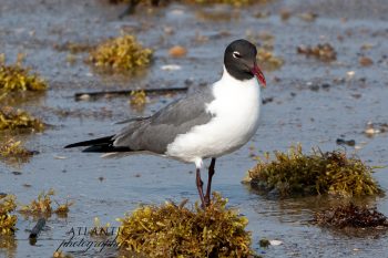 A laughing gull stands on wet sand among seaweed, showcasing its distinctive black head and white body