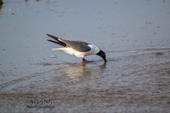 A laughing gull forages along the shoreline, pecking at the wet sand in search of food