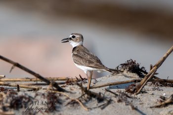 A Wilsons Plover stands on sandy terrain, surrounded by twigs and seaweed, with a blurred beach background