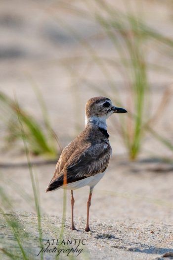 A Wilsons Plover stands on the sandy beach, surrounded by grass, showcasing its distinctive features in natural light
