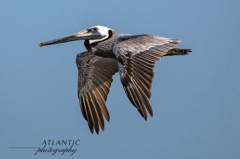 A brown pelican glides gracefully through the sky, showcasing its large wingspan against a clear blue backdrop