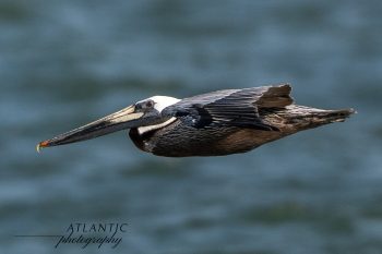 A brown pelican gliding gracefully over the water, showcasing its distinctive long bill and wings in flight