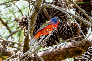 A colorful Painted Bunting perched on a branch, surrounded by pine cones in Bald Head Island, NC