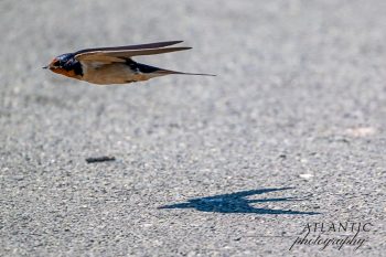 A barn swallow in flight, casting a shadow on the ground, captured at Shackleford Banks, NC